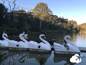 Pedalinhos em forma de cisne no Lago Negro