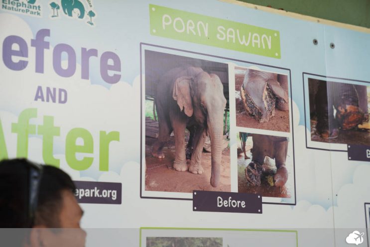 foto de elefantes regatados em chiang mai