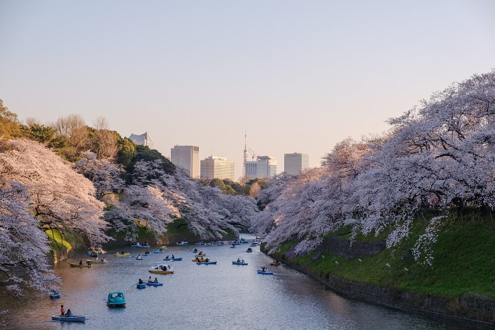 foto do rio, com as cerejeiras e Tóquio ao fundo